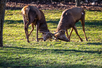 Two deer clashing antlers