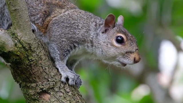 Female grey Squirrel feeding in tree showing teats.
