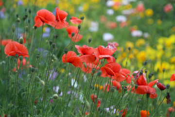 Naklejka premium Bright flowerbed with red poppies and colorful wildflowers. Moorish lawn.