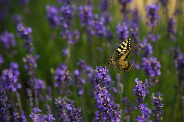 farfalla gialla e nera nella lavanda