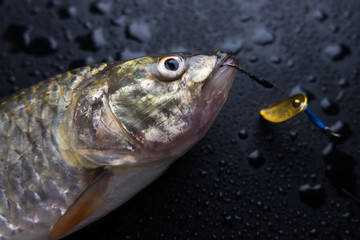 Fish with metal Spinner in its mouth