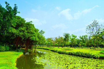 Landscape of natural park with blue sky and clouds
