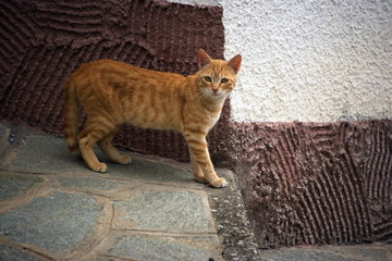 Obraz premium gatto arancione sulle scale