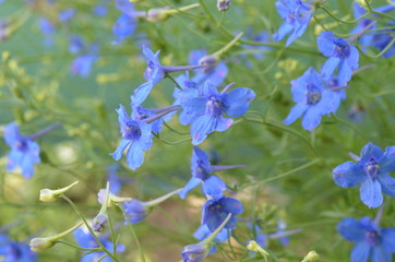 Delphinium grandiflorum 'Blauer Zwerg'