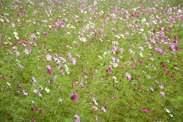 pink cosmos bipinnatus flower in nature garden