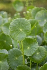  fresh green hydrocotyle umbellata plant in nature garden