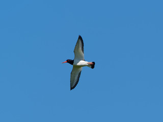 Oystercatcher - Haematopus ostralegus