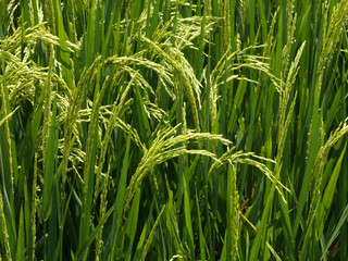 Close view of rice grain ears growing on a plant in a green rice field