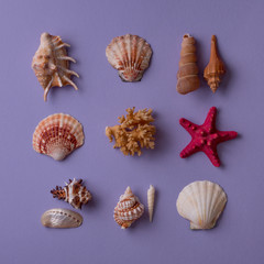 Marine composition: From above view of seashells, red sea star and coral on purple background. Top view. Flat lay.