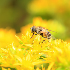 hoverfly