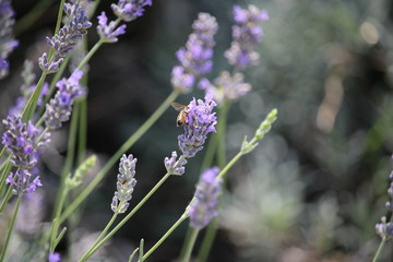 abeille qui butine la lavande