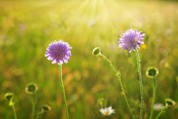 Bloomin Scabiosa caucasica flowers in the sunset.