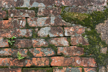 Uralte Backsteinwand mit Moos