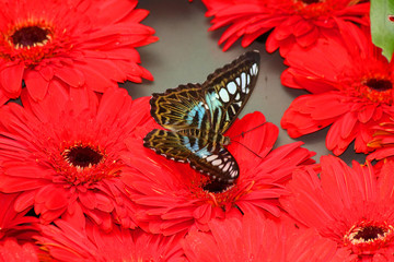 A Blue Clipper butterfly, Parthenos Sylvia Violacae, on red flowers