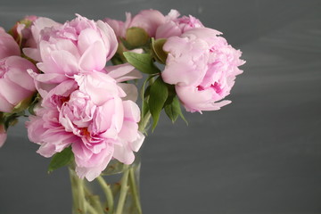 Pink peony flowers with leaves on gray background.