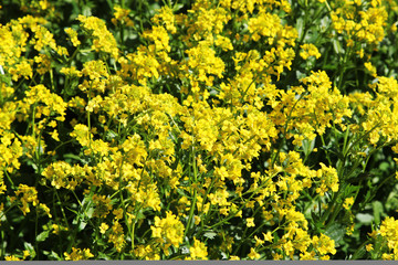 Background view of yellow winter cress flowers