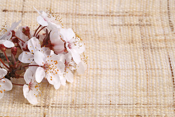 Fleurs de prunier ambiance printanière