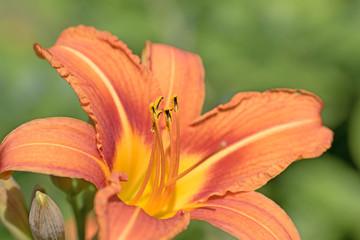 Fototapeta premium Taglilien, Hemerocallis