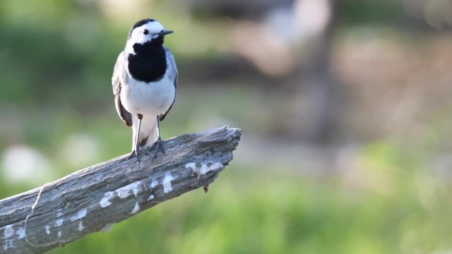 White wagtail bird (Motacilla alba) sitting on a branch and polishing its feathers.
