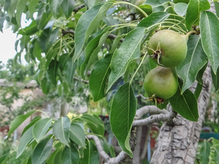 ripening Pear fruits growing on a pear tree branch
