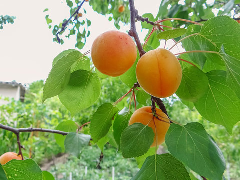 Ripe sweet apricot fruits growing on a apricot tree branch
