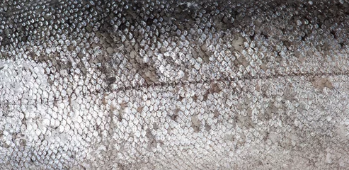 Brushed aluminium prints Fish Trout fish scale