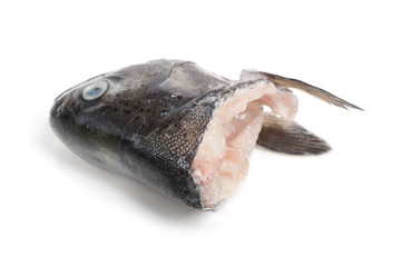 Head of trout fish