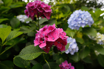 Hydrangea