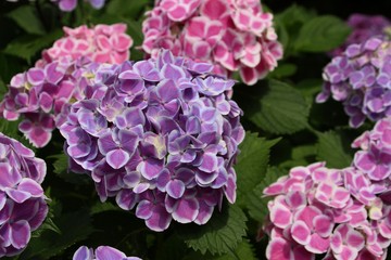 花博記念公園鶴見緑地の紫陽花