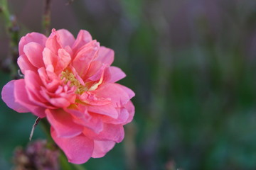 Fototapeta premium Dark Pink miniture Rose