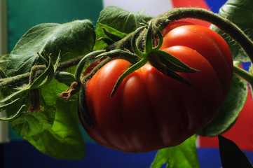 Solanum lycopersicum Pomodoro cuore di bue Beefsteak tomato Τομάτα Video Cœur de bœuf...