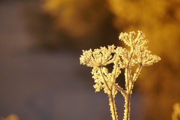 Eiskristalle im Sonnenlicht
