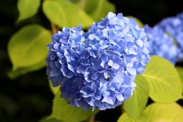 花博記念公園鶴見緑地の紫陽花 