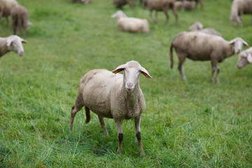 Obraz na płótnie Canvas Sheep on pasture at a sheep farm in the Alps