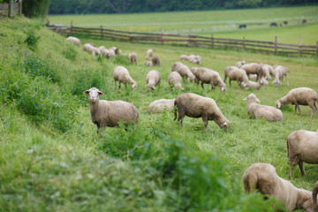 Sheep on pasture at a sheep farm in the Alps