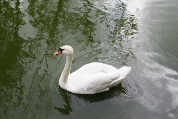 Лебедь на воде. Cygnus.