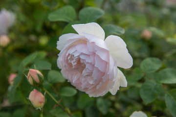 Naklejka premium Blooming rose in the garden on a sunny day. David Austin Rose Gentle Hermione.