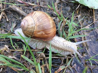 Weinbergschnecke im Gras