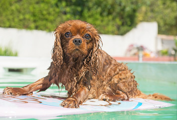 cavalier king charles in swimming pool