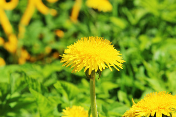 A yellow dandelion on a bright green background