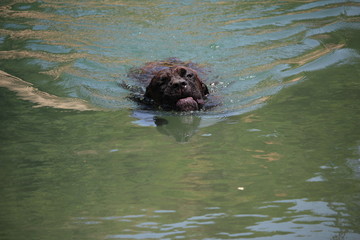Fototapeta premium chien de sauvetage e nmer