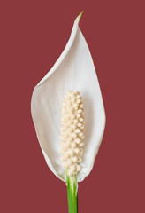 Flower of indoor houseplant Spathiphyllum,  isolated on red background.
