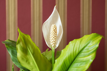 Indoor flowering plant Spathiphyllum. The background is red-yellow striped wallpaper.