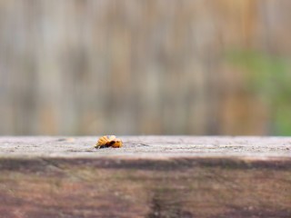 Marienkäferpuppe auf Holz
