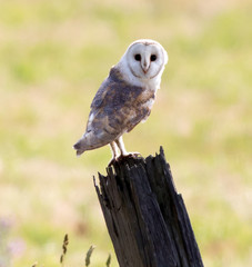 Barn owl