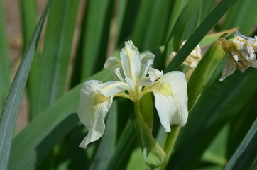 Iris pseudacorus f. alba