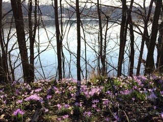 Frühling am Weißensee