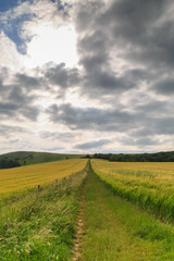 Pathway Through Farmland