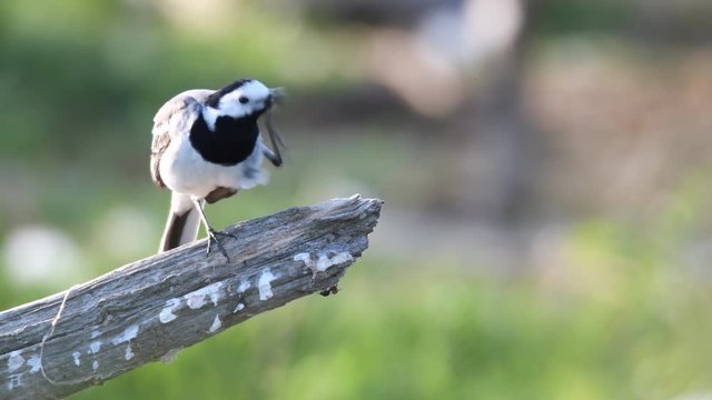 White wagtail bird (Motacilla alba) sitting on a branch and polishing its feathers.