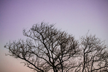 Sky and trees